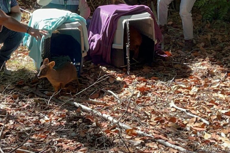 Liberación pudúes Quilleco