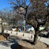 Árboles Plaza