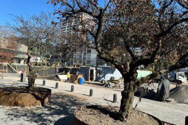 Árboles Plaza