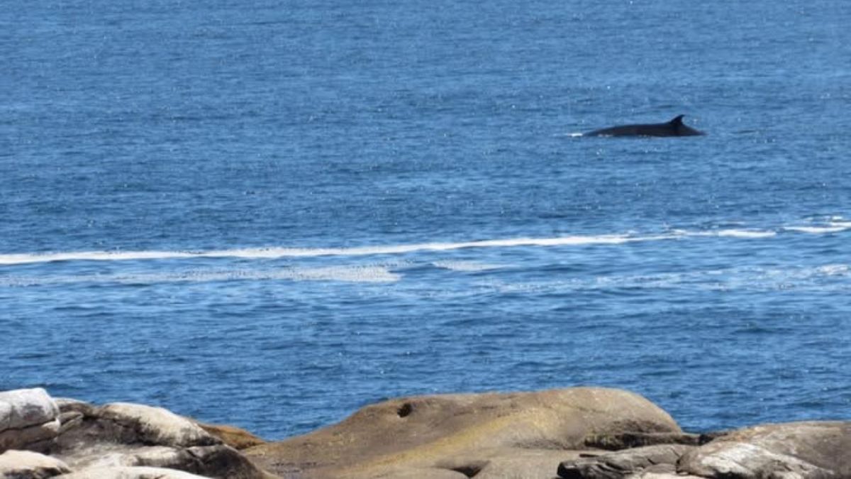 Ballenas Chome