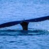 Ballenas