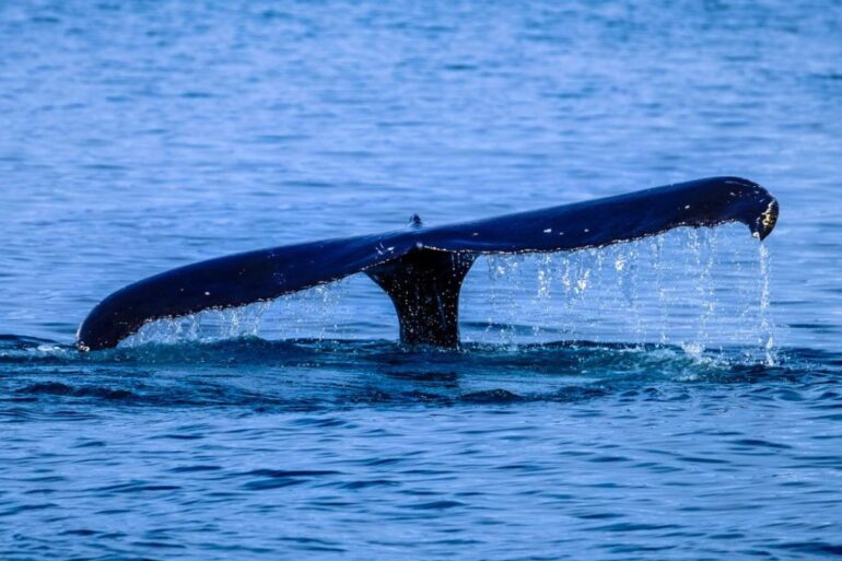 Ballenas