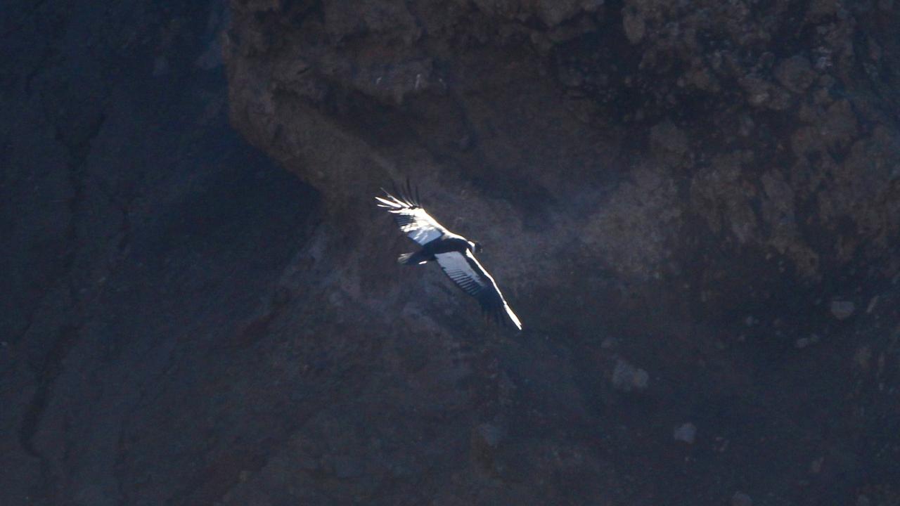 Cóndor en Laguna Laja