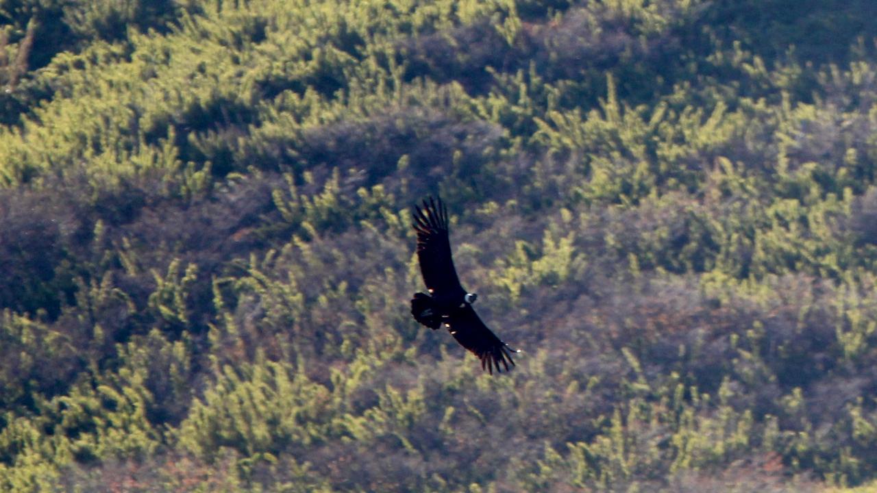 Cóndor en Laguna Laja