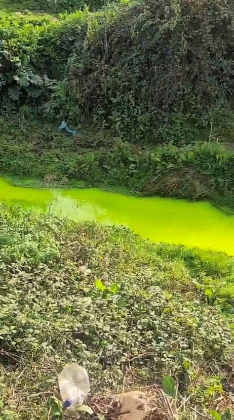 estero Cosmito