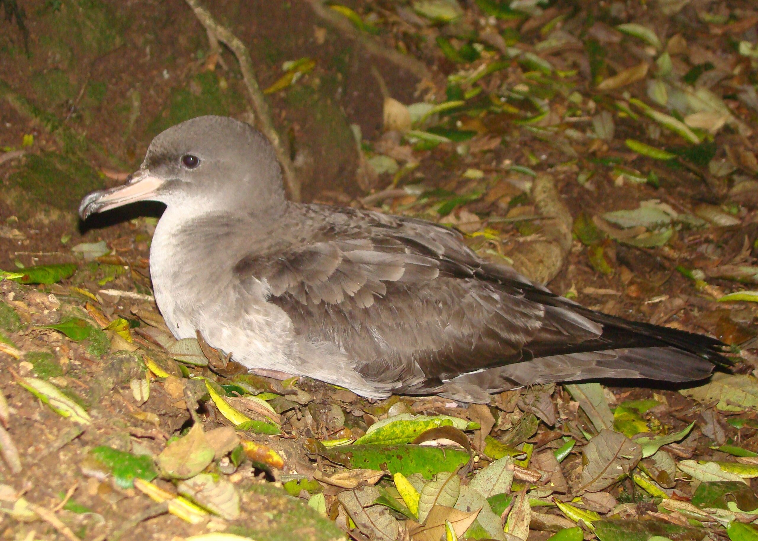 Fardela Blanca