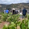 Valle del Biobío vinos
