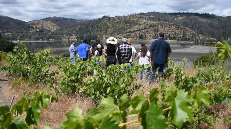 Valle del Biobío vinos