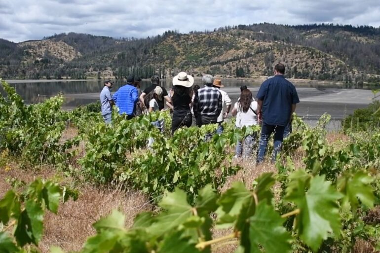Valle del Biobío vinos