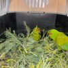 Loros Choroy