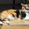 Gato
