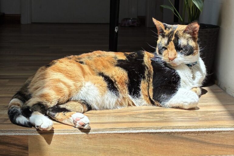 Gato
