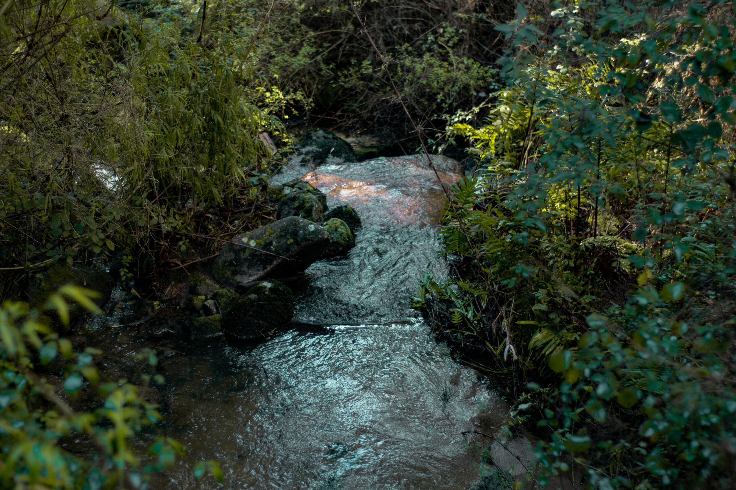 Parque Nacional Nonguén