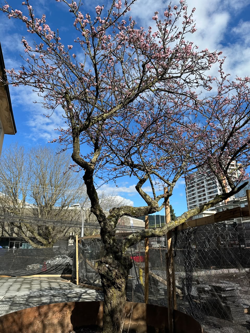 Árboles florecidos