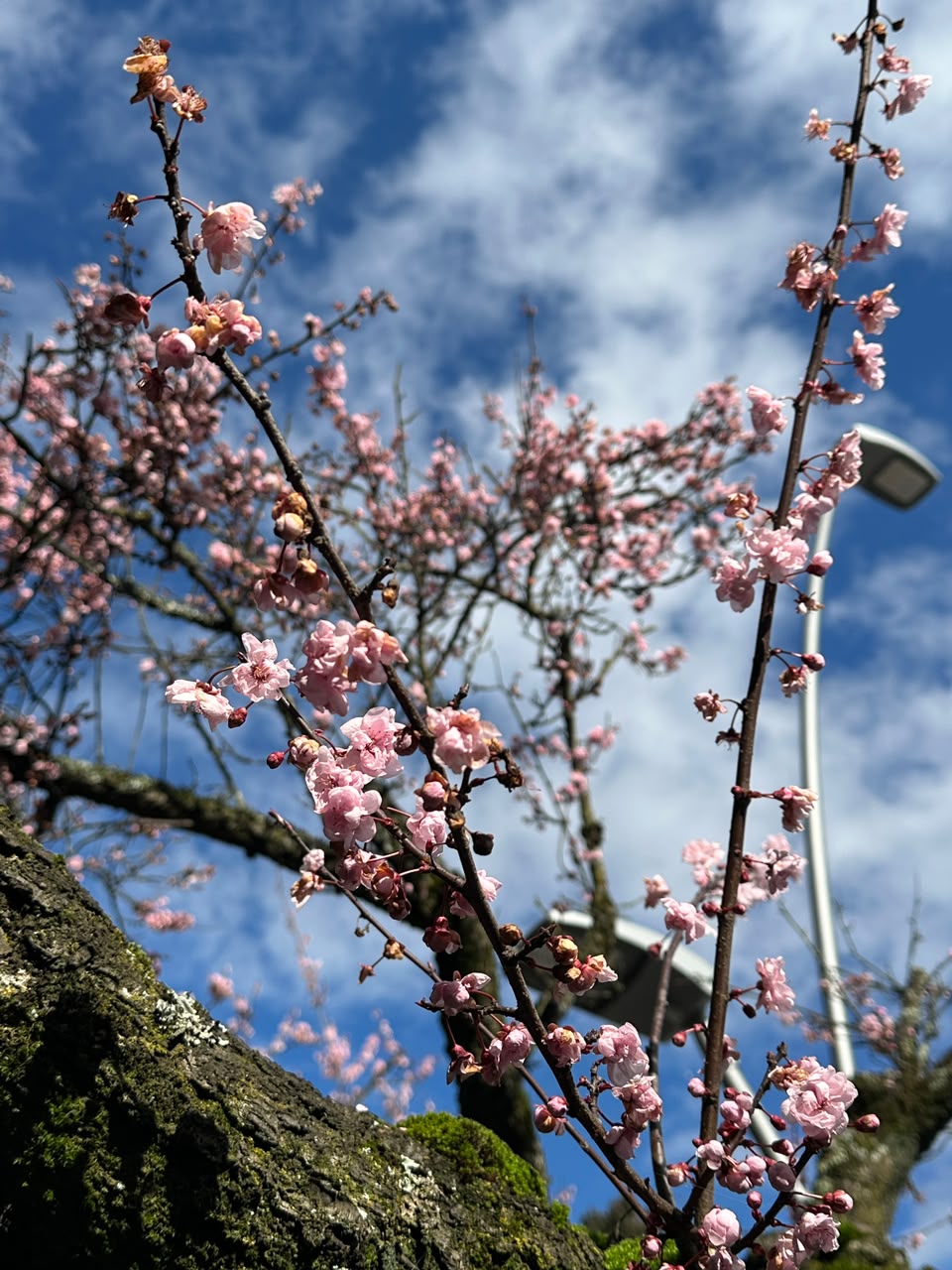 Árboles florecidos