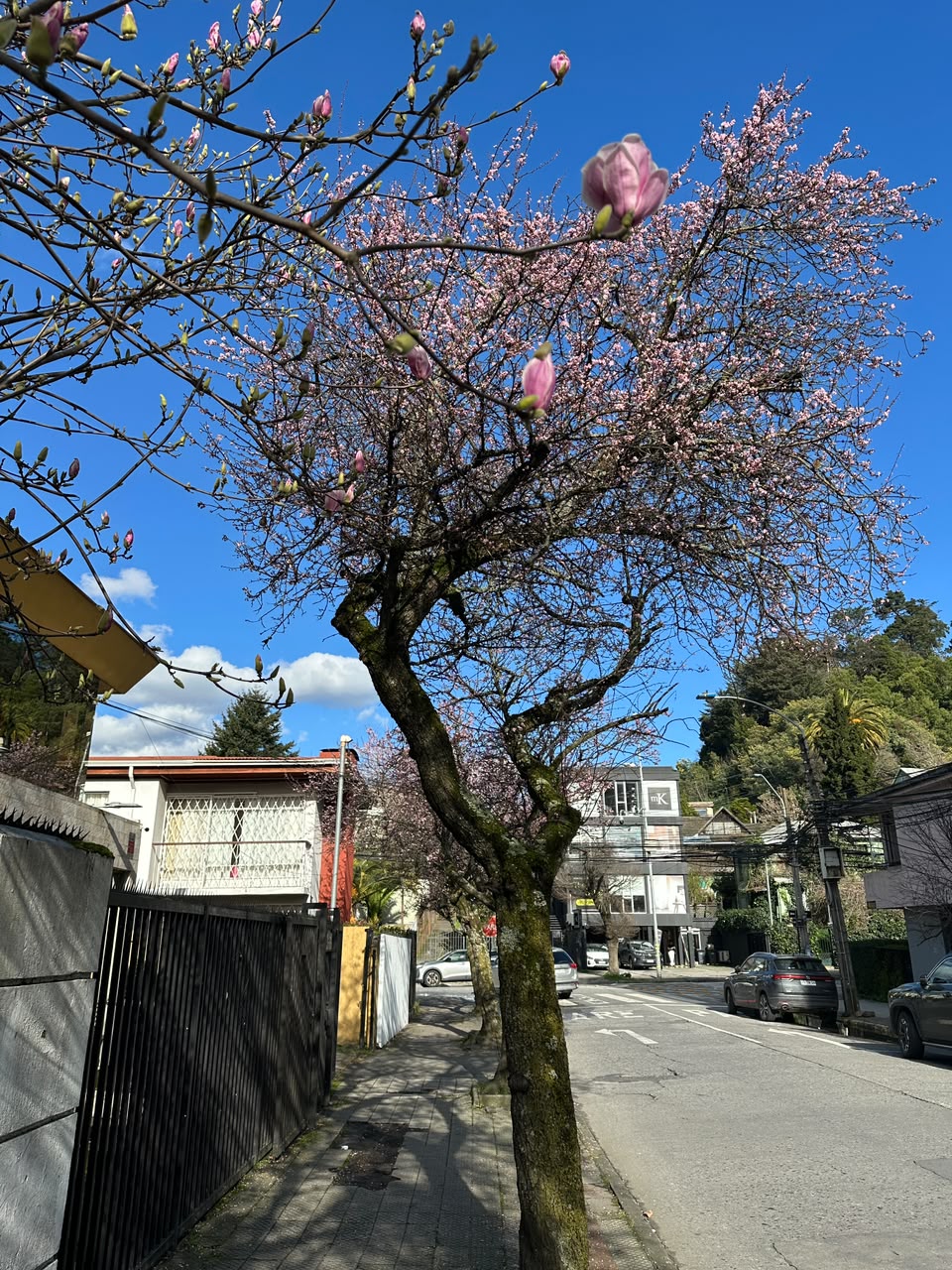 Árboles florecidos