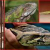 Decomiso animales exóticos