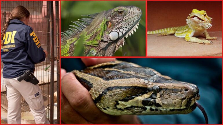 Decomiso animales exóticos