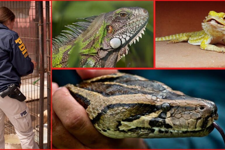 Decomiso animales exóticos