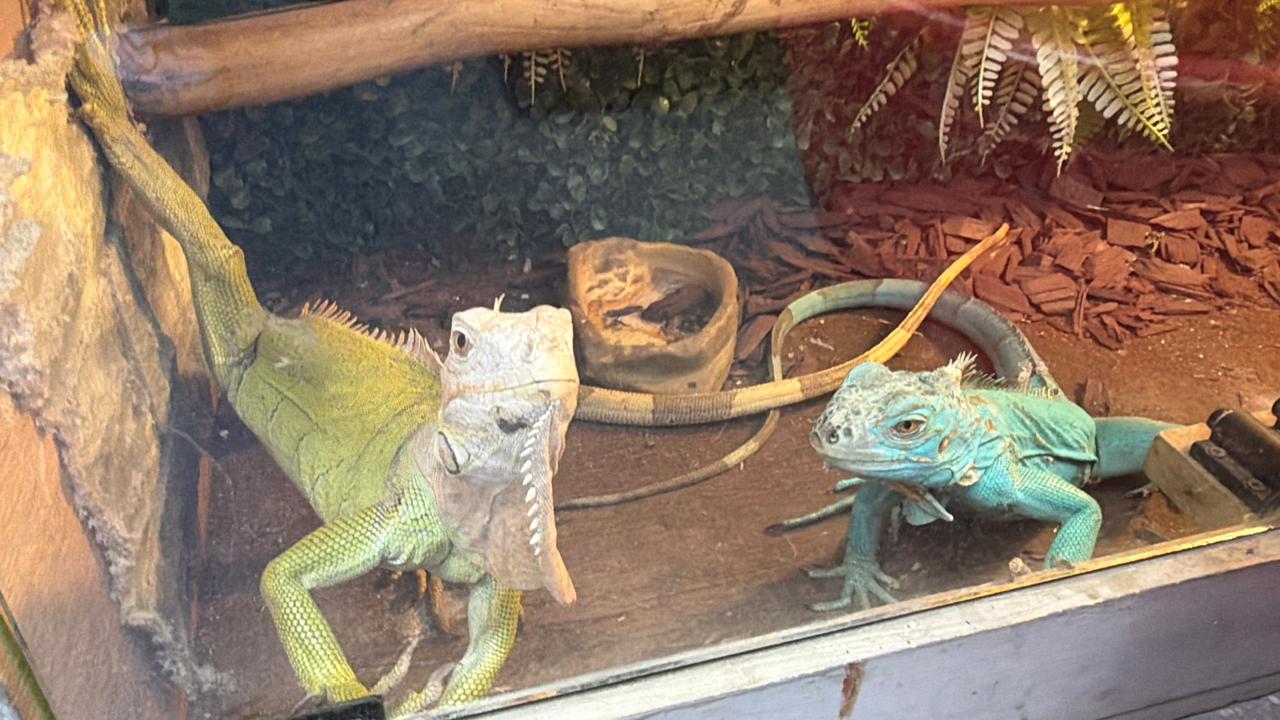 Decomiso de animales