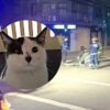 Gato rescatado Concepción