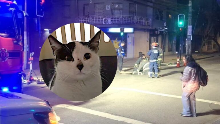 Gato rescatado Concepción