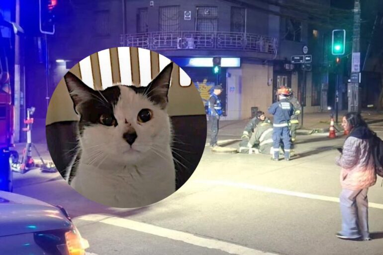 Gato rescatado Concepción