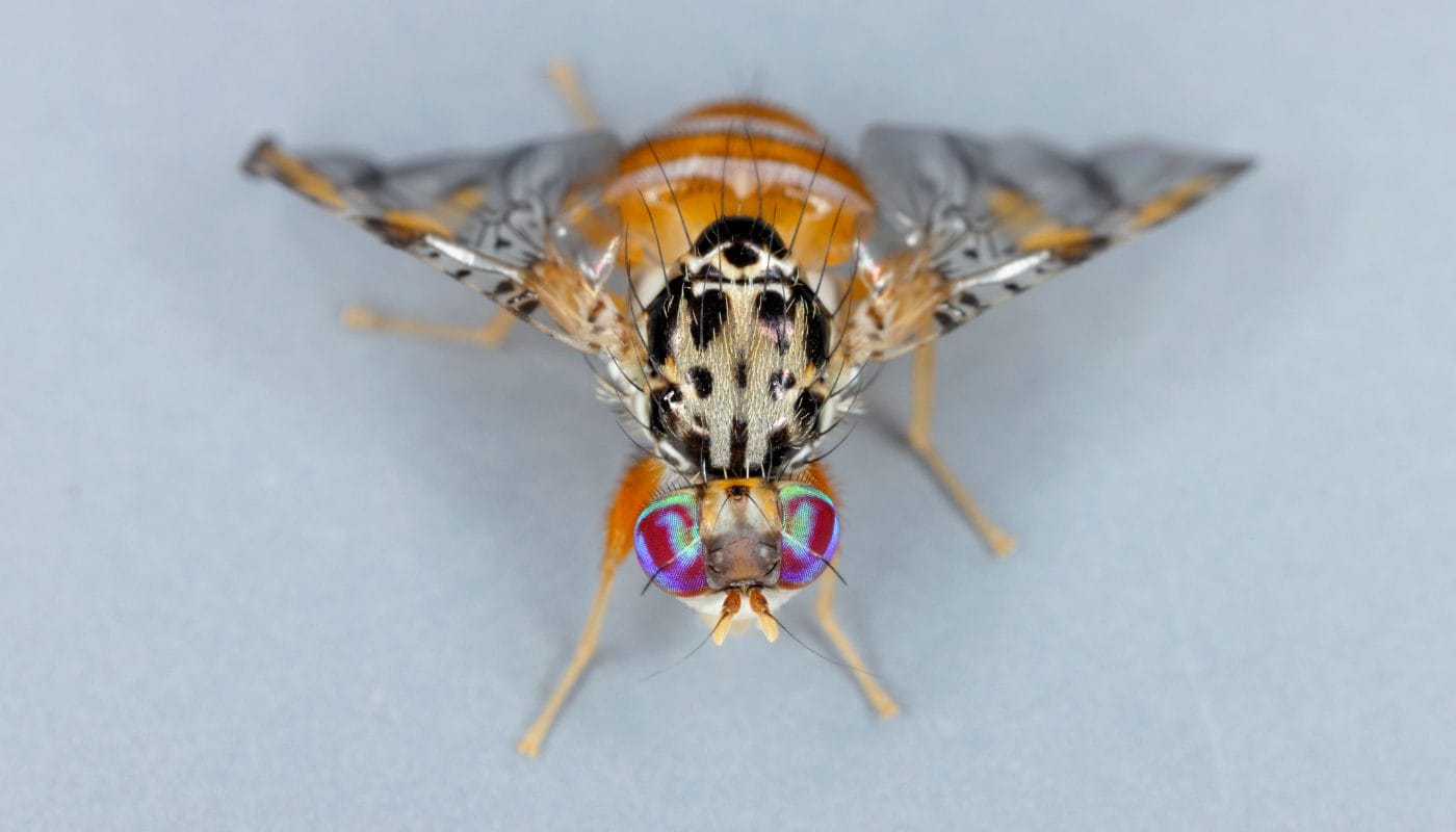 Mosca de la Fruta
