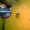 Mosca de la Fruta