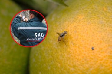 Mosca de la Fruta
