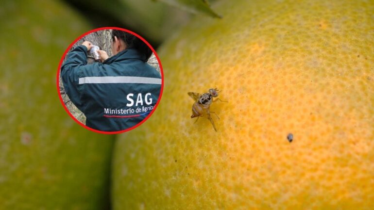 Mosca de la Fruta