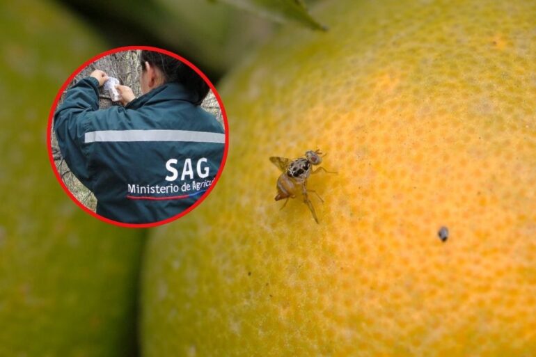 Mosca de la Fruta