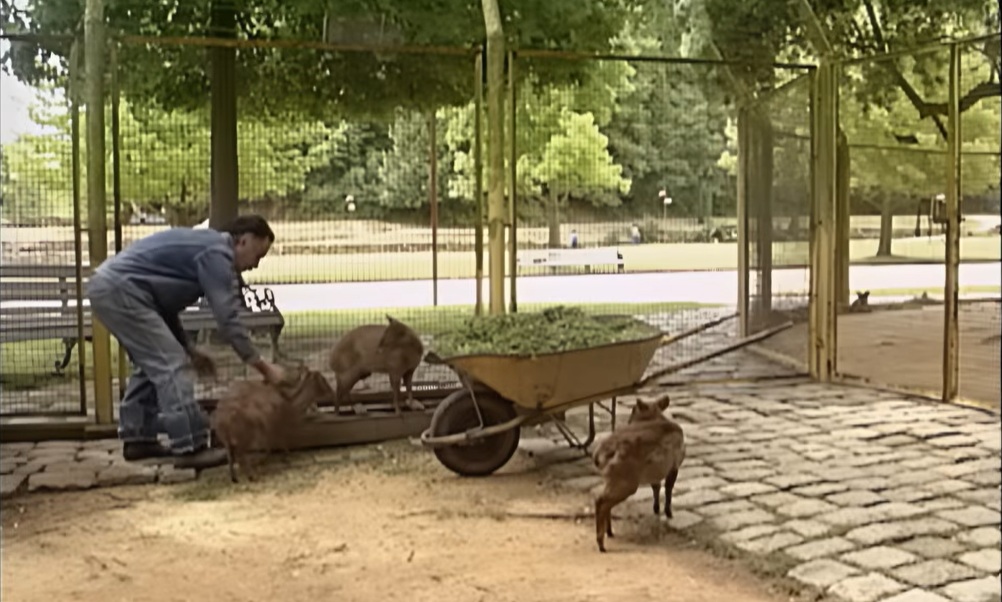 Pudúes en UdeC