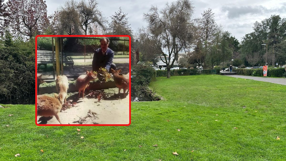 La historia de cuando el Campus Concepción de la UdeC tenía un centro de recuperación de Pudúes