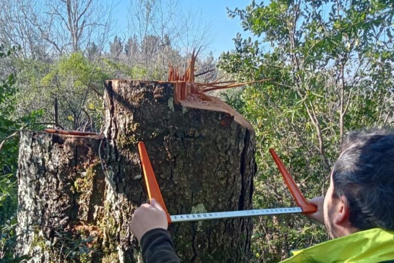 Valle Nonguén tala ilegal