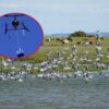 Drones de Delivery en Concepción
