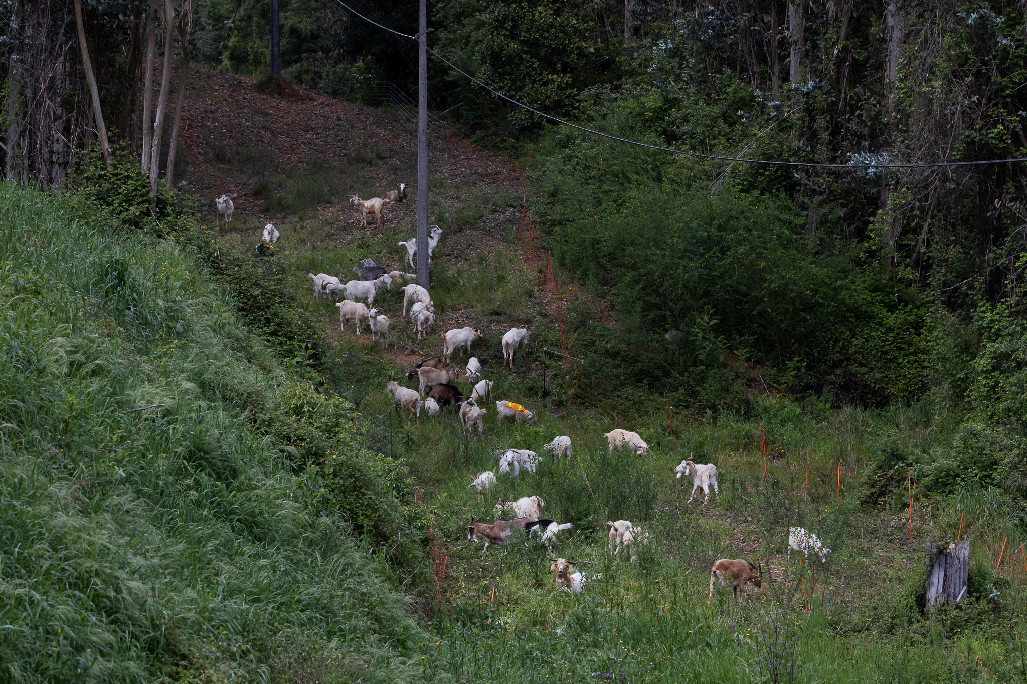 Brigada Caprina