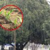 Fruta lluvia