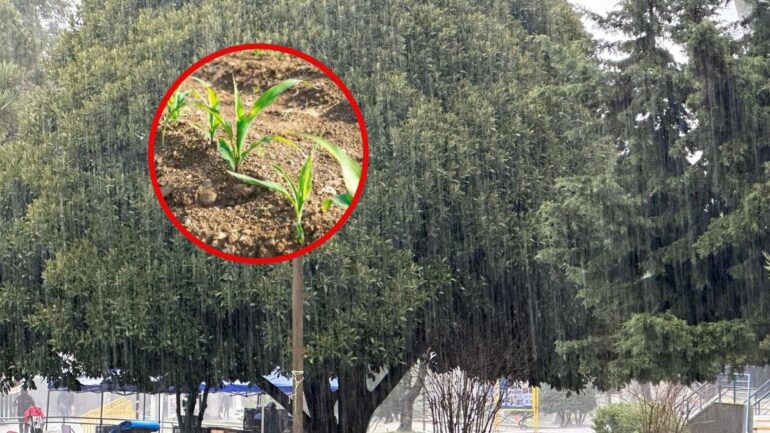 Fruta lluvia