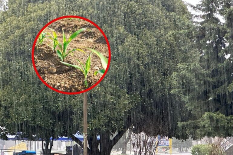 Fruta lluvia